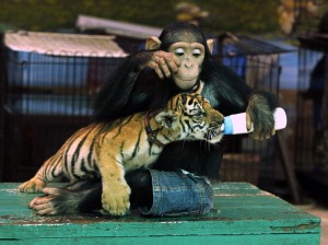 chimp and tiger