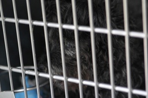 Cairn terrier in shelter cage