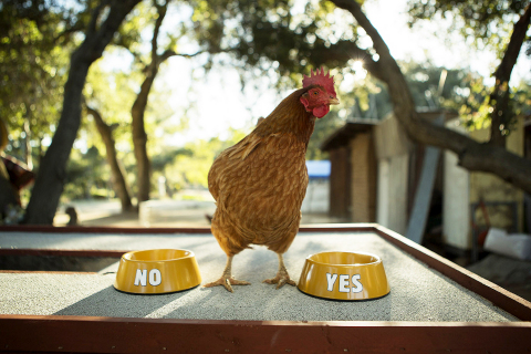 Image source: www.chickenfries.com