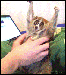 slowlorisbeingtickled